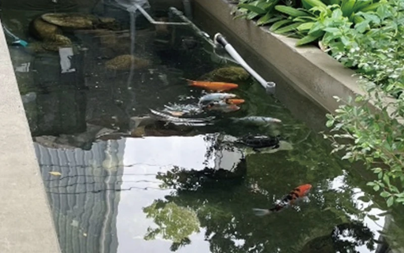 桃園景觀池