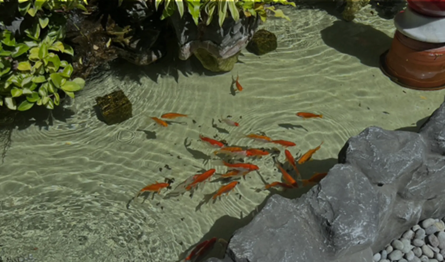 Longtan Factory Fish Pond