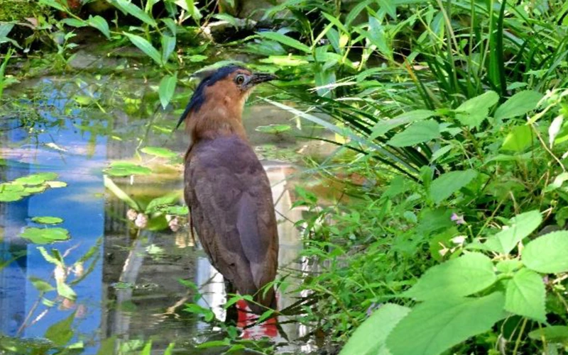 VVIP Ecological Pond, Taipei Municipal Junior High School
