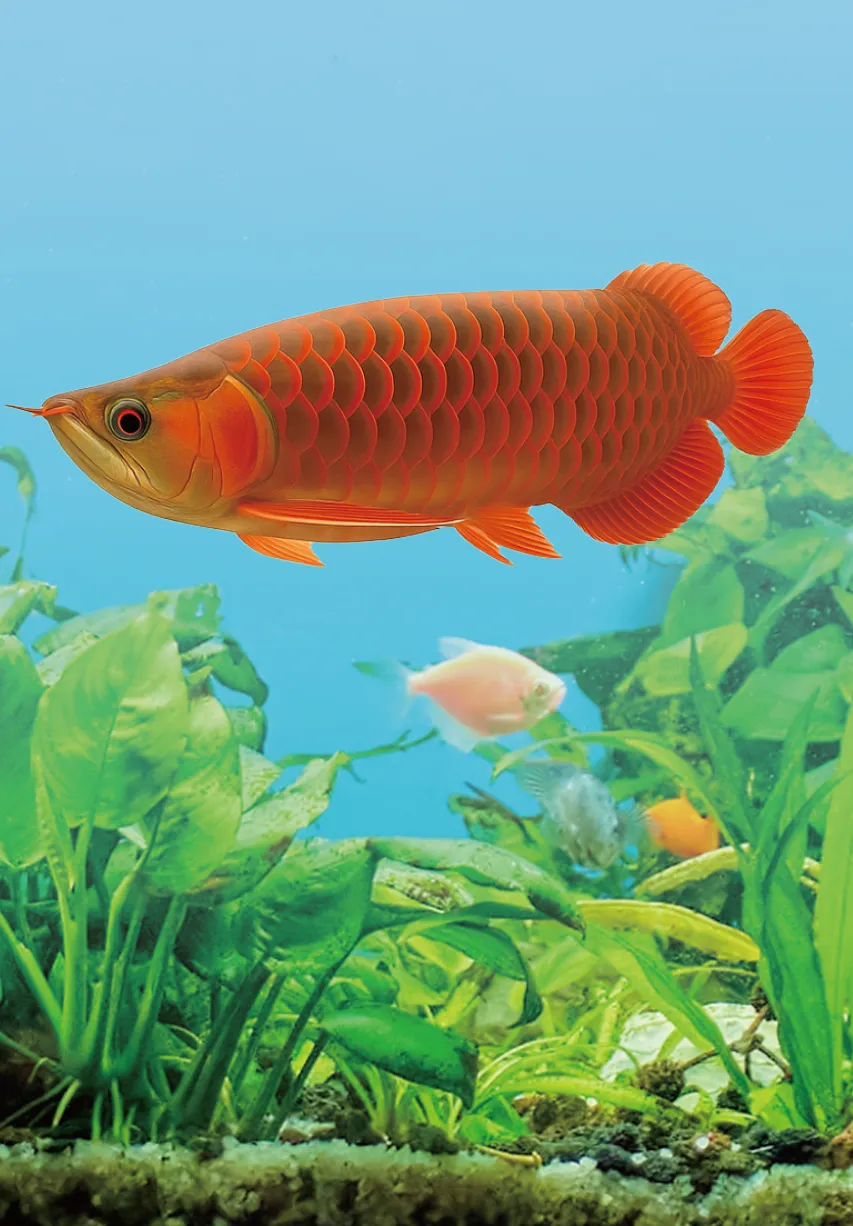 Aquatic Environments